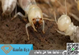شركة مكافحة النمل الابيض بخميس مشيط | 0593428144 | رش دفان الميدة