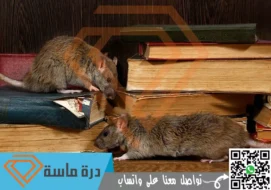 شركة مكافحة فئران بخميس مشيط | 0593428144 | ابادرة نهائية للحشرات بالضمان