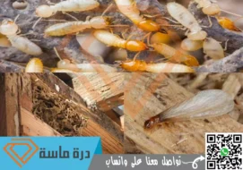 شركة مكافحة النمل الابيض بابها | 0593428144 | معالجة ورش دفان