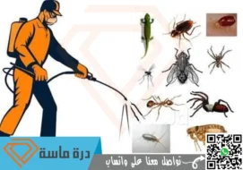شركة مكافحة حشرات بابها | 0593428144 | بالضمان الفعلي
