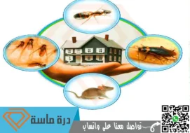 شركة مكافحة الحشرات بخميس مشيط | 0593428144 | إبادة شاملة